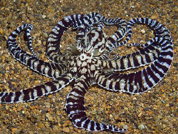 Mimic Octopus (Thaumoctopus mimicus) from Secret Bay in A... by Jim Chambers 